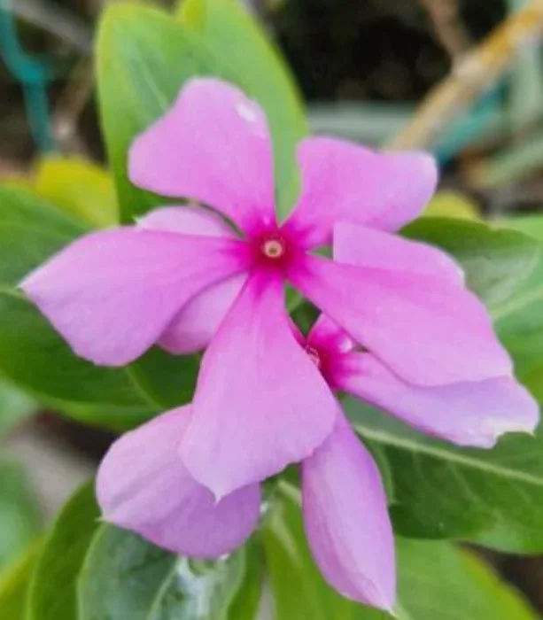 Bungalow Caraïbes – Location de gites pour 2 personnes à Sainte-Anne (Guadeloupe)